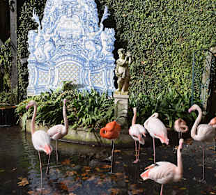 Teich mit Flamingos