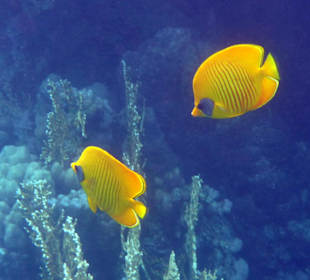Masken-Falterfische