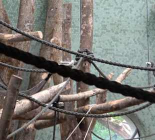 Tierpark Hellabrunn - Welt der Affen