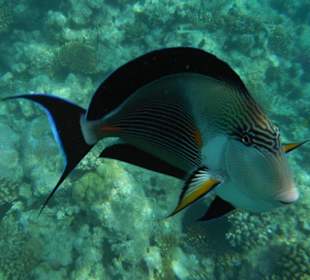 Hausriff Arabia Azur