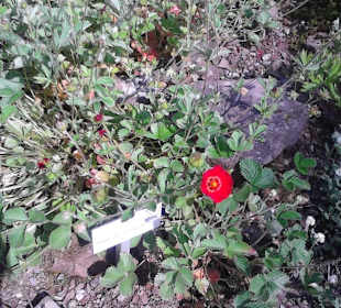 Farbenprächtige Blüte