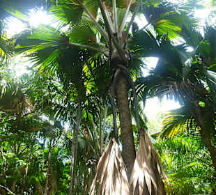 Vallee' de Mai/Syechellen