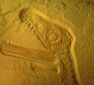 Das kleine Biest mit Federpflaum wurde nur 1 Jahr