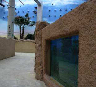 Afrykarium