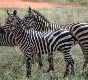 Zebras im Tsavo East