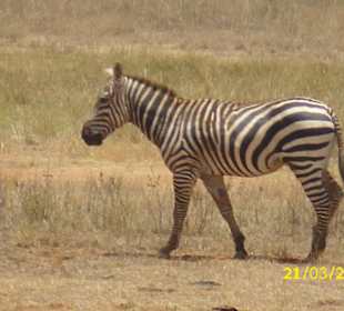 Zebra