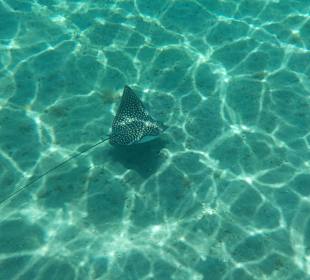 Schnorcheln Marsa Alam