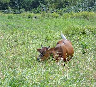 Eine Kuh auf der Weide
