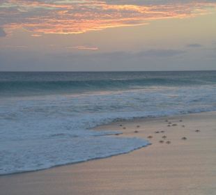 Krebse am Strand von Santa Monica