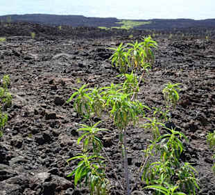 Erstes Grün in den Erosionsspalten der Lava