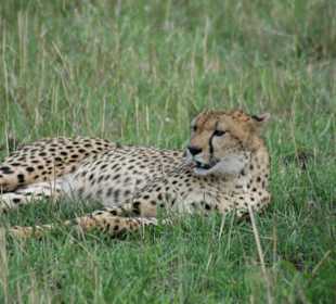 Gepard