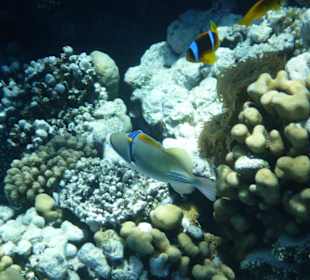 Hausriff Picasso und Anemonenfisch