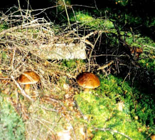 Eldorado für Pilzsucher