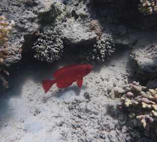 Tierwelt unter Wasser