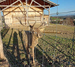 Wildgehege Schönegger Käsealm