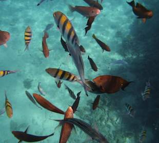 Wunder schöne Unterwasserwelt
