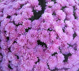 Chrysanthema Lahr