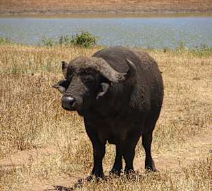 Büffel in Tsavo West