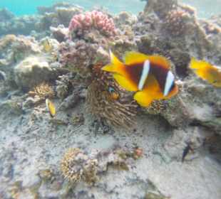 Clownfische am Hausriff