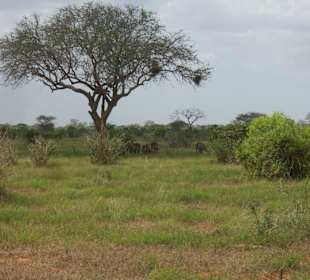 Tsavo Ost