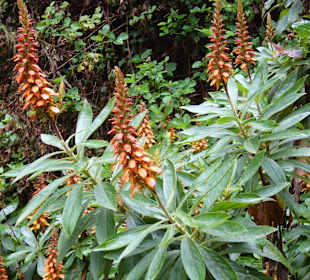 Blüten am Wegesrand