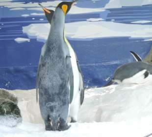 Besonders die Kinder hatten viel Spaß