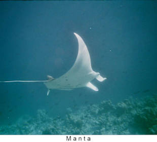Manta
