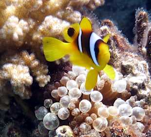 Schnorcheln Makadi Bay