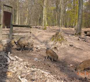 Die Wildschweine
