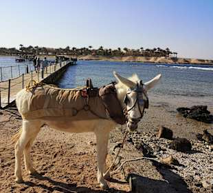 Reiten Marsa Alam
