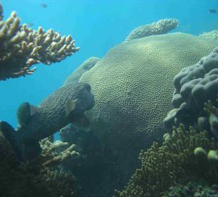 Karimunjawa Snorkling