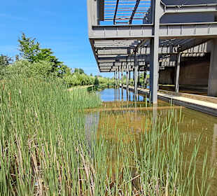 Naturschutzgebiet Grube Reden in Schiffweiler