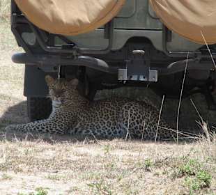 Safari - Ein Leopard sucht Schatten