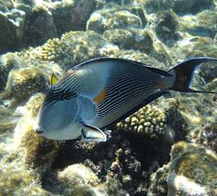 Doktorfisch