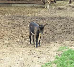 Tierpark Vogelhäusel Rauenberg