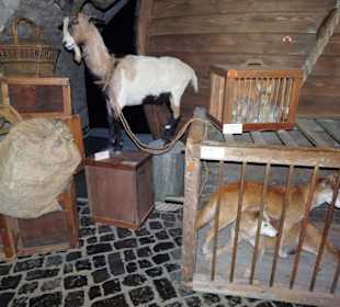 In der "Arche Noah" des Naturkundemuseums