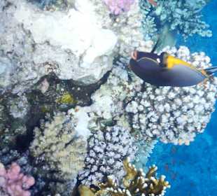 Schnorcheln Marsa Alam