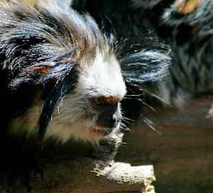 Loro Parque - Äffchen