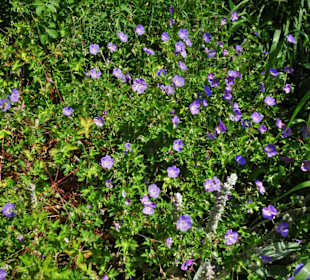 Impressionen aus dem Trostberger Rosengarten