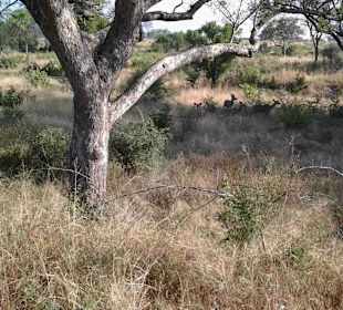 Krüger Nationalpark