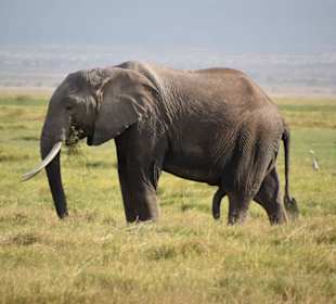 Elefanten 
