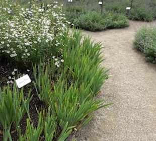 Rosengarten auf der Roseninsel