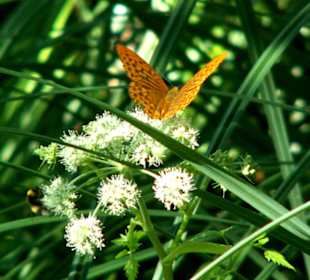 Schmetterling auf Blüten