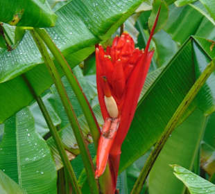 La Paz Waterfall Gardens
