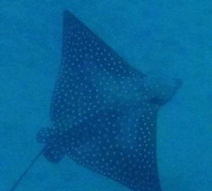 Adlerrochen in der Bucht früh morgens