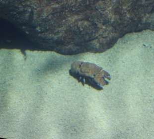 Xkal Krebs im National Aquarium Malta