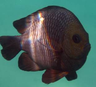 Coraya Bay, Unterwasserwelt