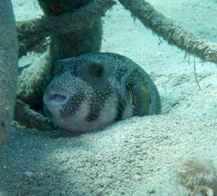 Kugelfisch am Hausriff