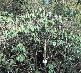 Botanischer Garten - Rombergpark