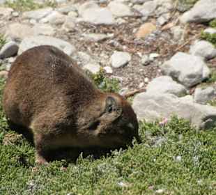 Klippschliefer, ein "Bonus" zur Pinguinkolonie